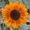sunflowershopxo